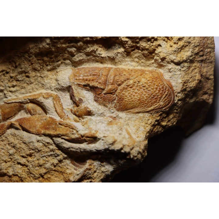 Glyphea muensteri - oxfordien - Haute Saône, FRANCE