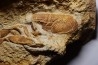 Glyphea muensteri - oxfordien - Haute Saône, FRANCE