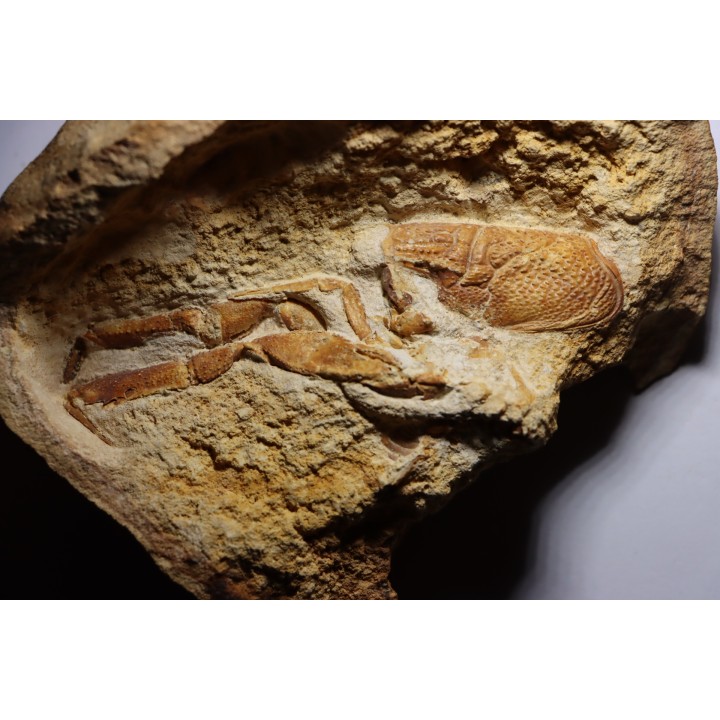 Glyphea muensteri - oxfordien - Haute Saône, FRANCE