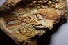 Glyphea muensteri - oxfordien - Haute Saône, FRANCE