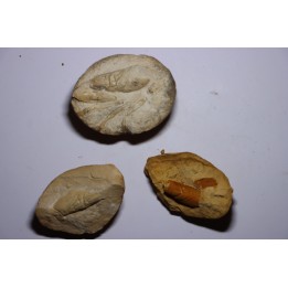 set of 3 Glyphea - oxfordien - Haute Saône, FRANCE