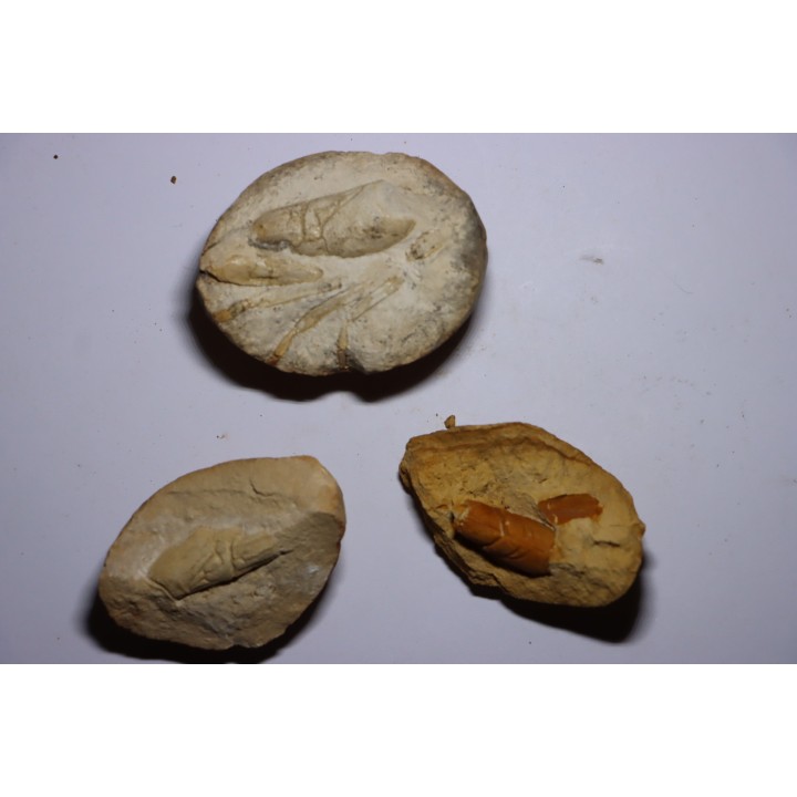 lot de 3 nodules à Glyphea - oxfordien - Haute Saône, FRANCE