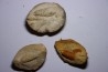 set of 3 Glyphea - oxfordien - Haute Saône, FRANCE
