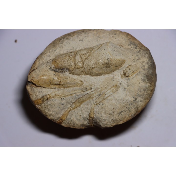 set of 3 Glyphea - oxfordien - Haute Saône, FRANCE