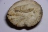 lot de 3 nodules à Glyphea - oxfordien - Haute Saône, FRANCE