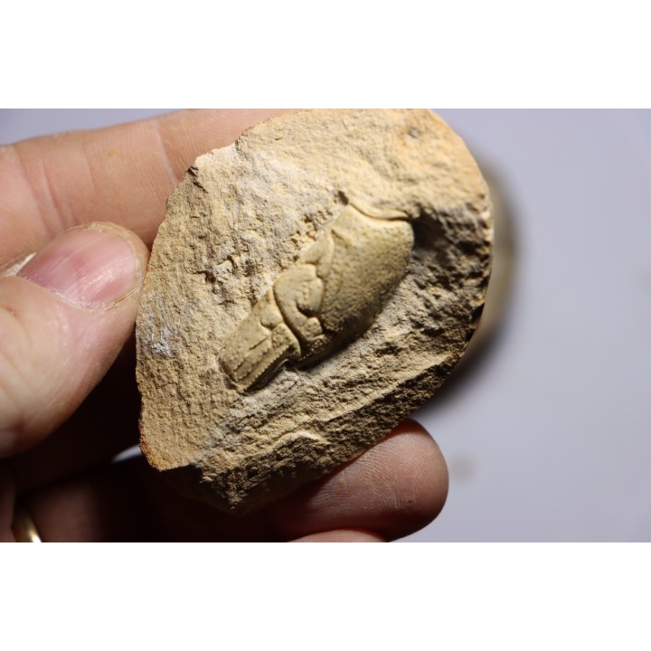 lot de 3 nodules à Glyphea - oxfordien - Haute Saône, FRANCE