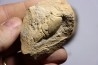 lot de 3 nodules à Glyphea - oxfordien - Haute Saône, FRANCE