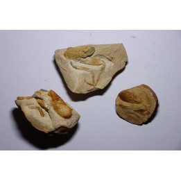 set of 3 Glyphea - oxfordien - Haute Saône, FRANCE