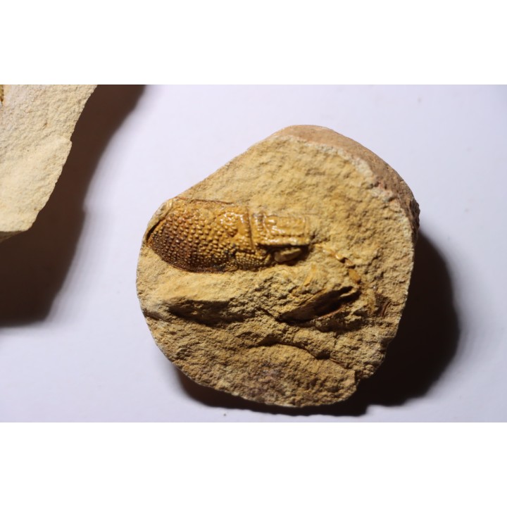 set of 3 Glyphea - oxfordien - Haute Saône, FRANCE