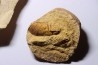 collection de 3 nodules à Glyphea - oxfordien - Haute Saône, FRANCE