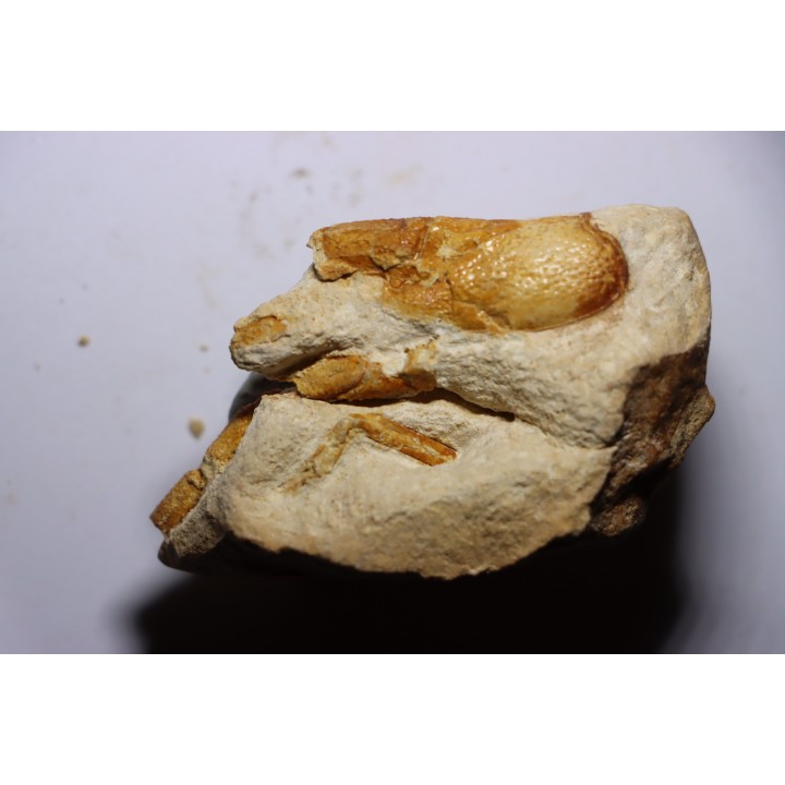 collection de 3 nodules à Glyphea - oxfordien - Haute Saône, FRANCE