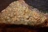 AMETHYSTE et FLUORITE botryoidale- Nancy Hanks Claim Mesa Co., Colorado -USA