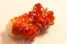 VANADINITE sur BARYTE// Mibladen, Morocco