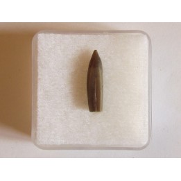 belemnite DUVALIA DILATATA (2)