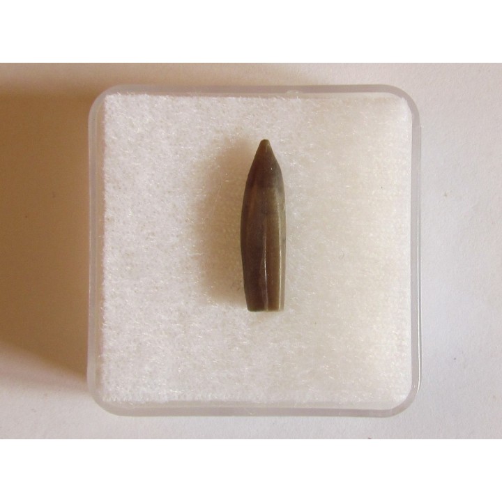 bélemnite PSEUDODUVALIA POLYGONALIS (2)