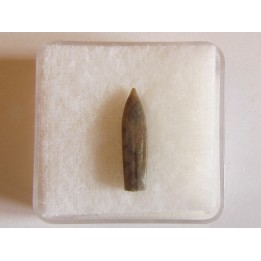 belemnite DUVALIA DILATATA (3)