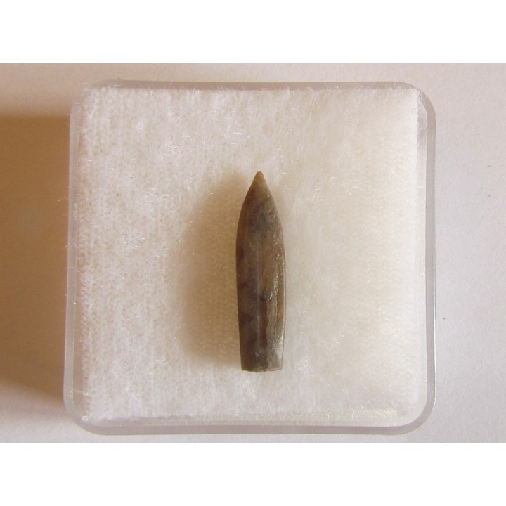 belemnite DUVALIA DILATATA (3)