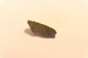 METEORITE CHONDRITE FRANCONIA - CHONDRITE H5 - ORIGINE: ARIZONA, USA