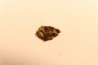 METEORITE CHONDRITE FRANCONIA - CHONDRITE H5 - ORIGINE: ARIZONA, USA