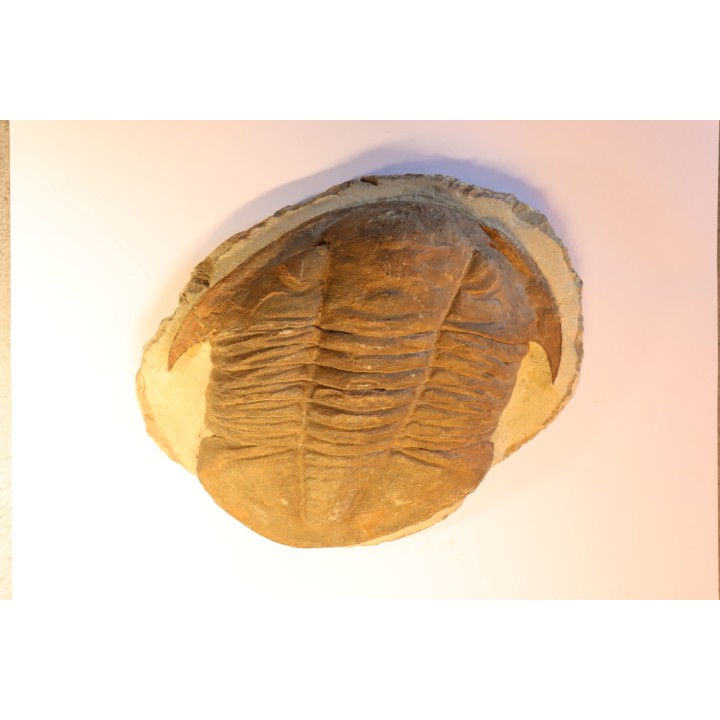 Platypeltoides carmenae - ordovician - Guelmin , Morocco
