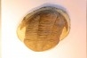 Platypeltoides carmenae - ordovician - Guelmin , Morocco