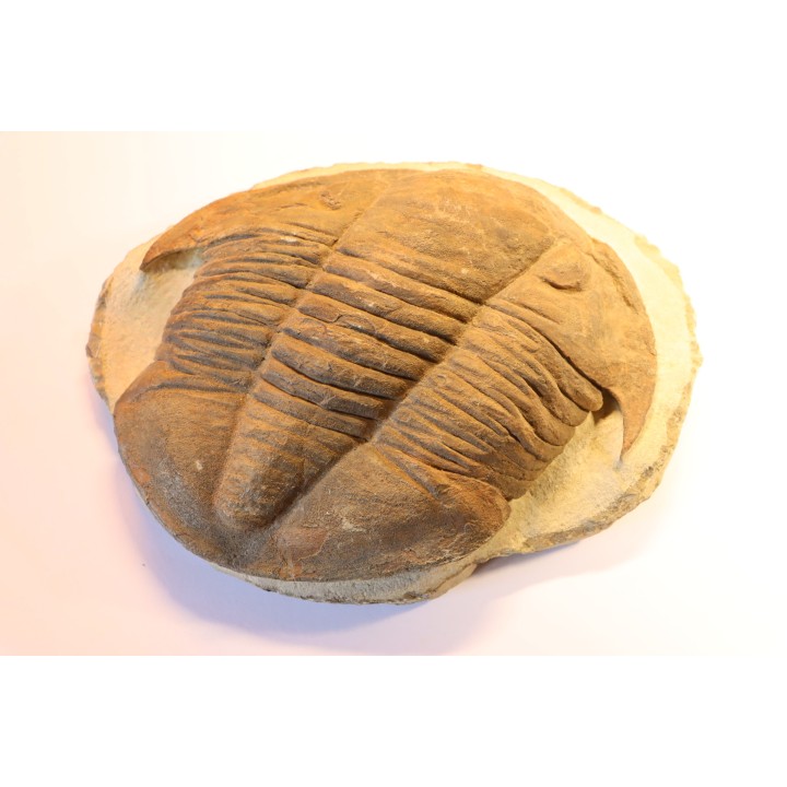 Platypeltoides carmenae - ordovicien - Guelmin , Maroc