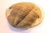 Platypeltoides carmenae - ordovicien - Guelmin , Maroc