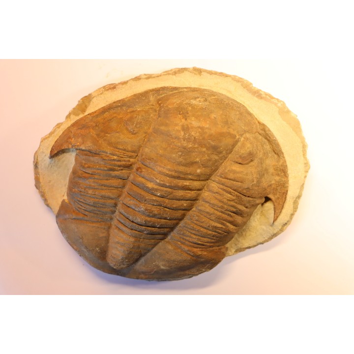 Platypeltoides carmenae - ordovician - Guelmin , Morocco