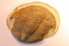 Platypeltoides carmenae - ordovician - Guelmin , Morocco