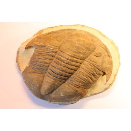 Platypeltoides carmenae - ordovicien - Guelmin , Maroc