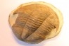 Platypeltoides carmenae - ordovicien - Guelmin , Maroc