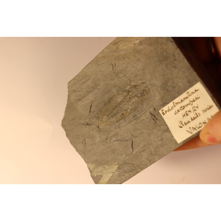 Eodalmanitina destombesi - lower ordovician - Llandeilo séries - Valongo - PORTUGAL