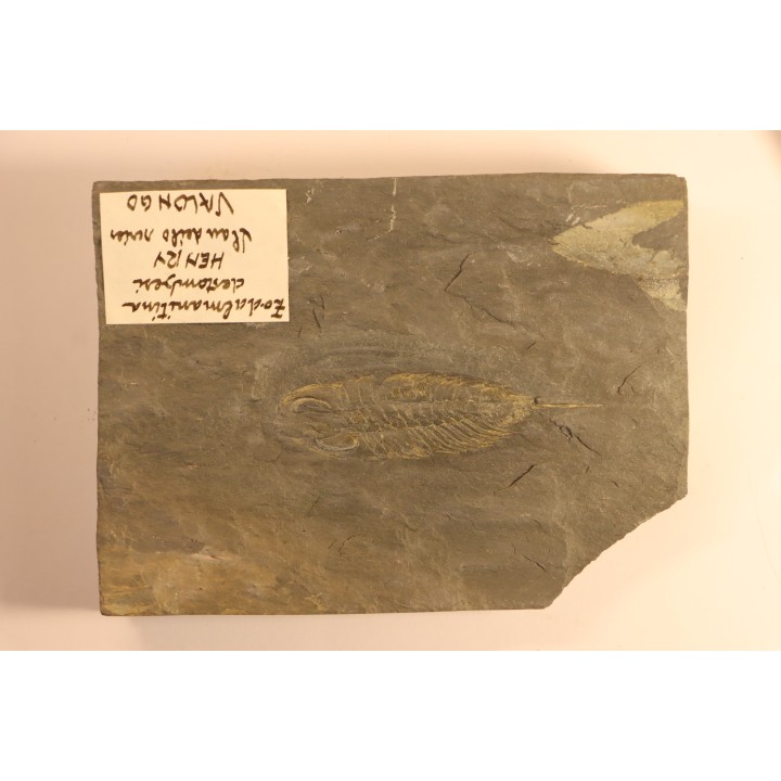 Eodalmanitina destombesi - lower ordovician - Llandeilo séries - Valongo - PORTUGAL