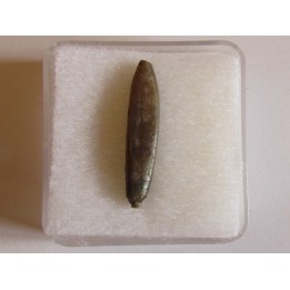 belemnite DUVALIA DILATATA (5)