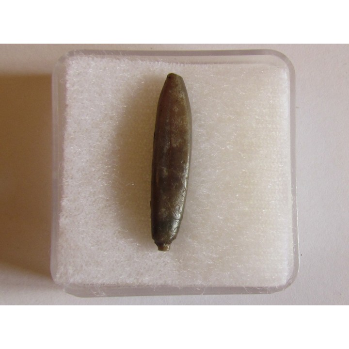 bélemnite PSEUDODUVALIA POLYGONALIS (5)