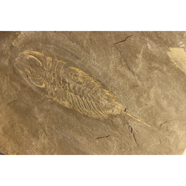 Eodalmanitina destombesi - lower ordovician - Llandeilo séries - Valongo - PORTUGAL