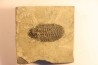 KOOKINA sp. - Cambrian - Pierson cove Fmt Drum Mts, Utah - USA