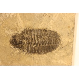 KOOKINA sp.  Cambrian  Pierson cove Fmt  Drum Mts, Utah - USA