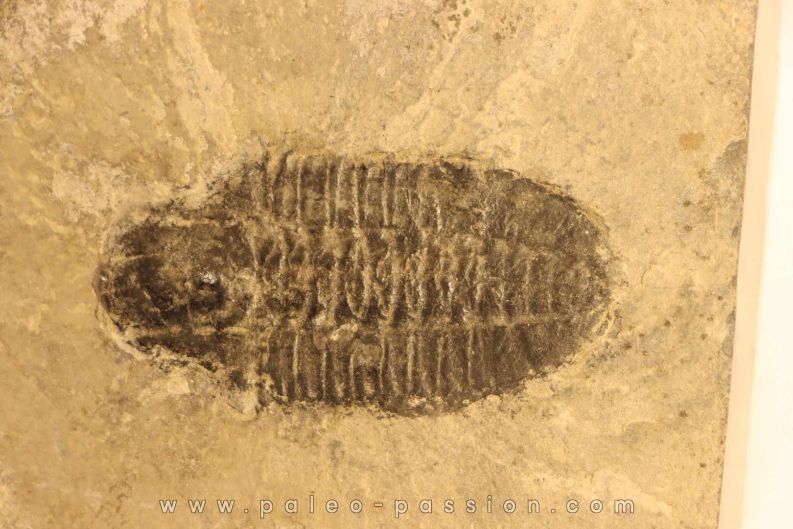 KOOKINA sp. - Cambrian - Pierson cove Fmt Drum Mts, Utah - USA