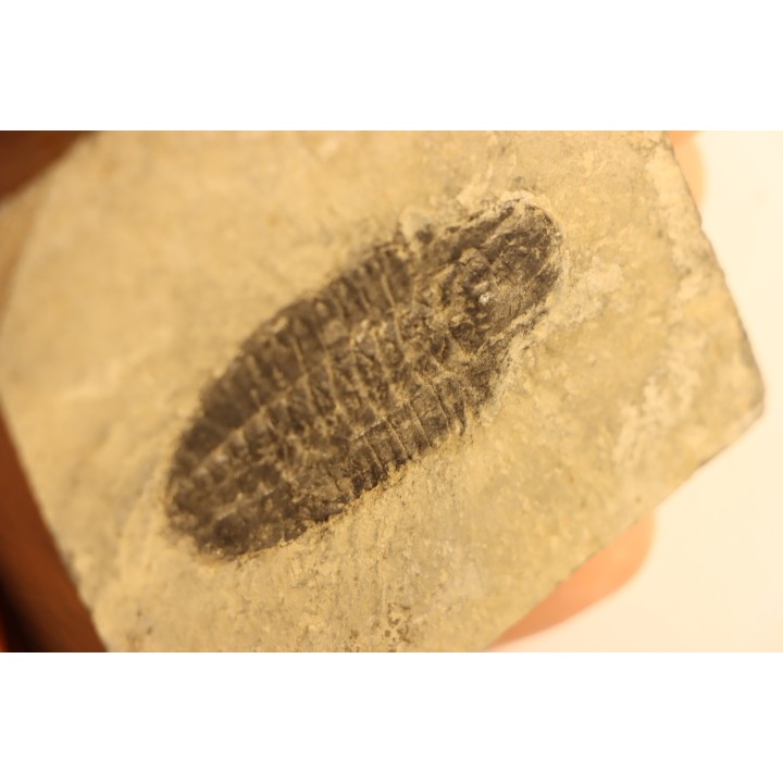 KOOKINA sp. - Cambrian - Pierson cove Fmt  Drum Mts, Utah - USA