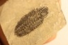 KOOKINA sp. - Cambrian - Pierson cove Fmt Drum Mts, Utah - USA