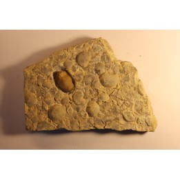 Thaleops mobidicki - Bromide Fmt - Ordovician  - Carter county - Oklahoma - USA