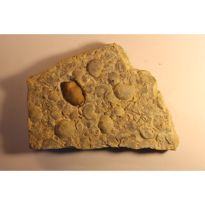 Thaleops mobidicki - Bromide Fmt - Ordovician  - Carter county - Oklahoma - USA