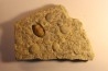 Thaleops mobidicki - Bromide Fmt - Ordovician  - Carter county - Oklahoma - USA