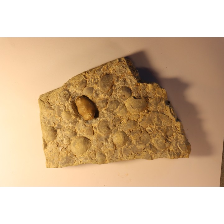 Thaleops mobidicki - Bromide Fmt - Ordovician  - Carter county - Oklahoma - USA