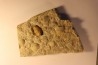 Thaleops mobidicki - Bromide Fmt - Ordovician  - Carter county - Oklahoma - USA