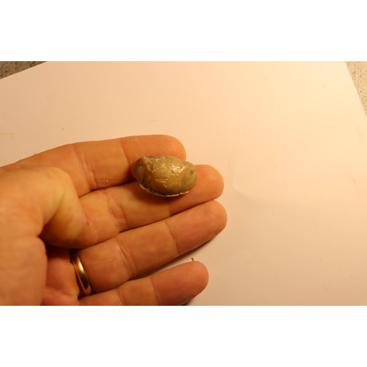 Thaleops mobidicki - Bromide Fmt - Ordovician  - Carter county - Oklahoma - USA