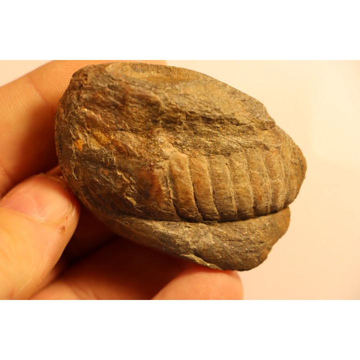 Parabarrandia guilleri  Ordovician - Rennes, FRANCE