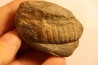 Parabarrandia guilleri  Ordovician - Rennes, FRANCE