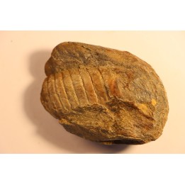 Parabarrandia guilleri  Ordovician - Rennes, FRANCE